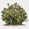 Blooming bush of prickly pear cactus in full growth Royalty Free Stock Photo