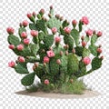 Blooming bush of prickly pear cactus in full growth Royalty Free Stock Photo