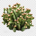 Blooming bush of prickly pear cactus in full growth Royalty Free Stock Photo