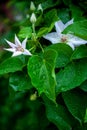 Blooming wet bush of tender White Western Virgins Bower Clematis ligusticifolia orchids flower as a green vertical natural pattern