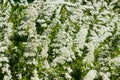 Blooming bush of spirea. Spring time. Spirea blossom