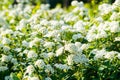 Blooming bush of spirea. Spring time. Spirea blossom