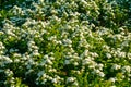 Blooming bush of spirea. Spring time. Spirea blossom