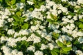 Blooming bush of spirea. Spring time. Spirea blossom