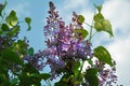 Blooming bush of syringa lilac