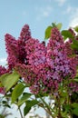 Blooming bush of syringa lilac