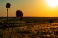 Blooming bush thistle on the background of the sunset sky Royalty Free Stock Photo