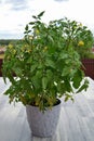 Blooming bush of tomatoes in a pot.