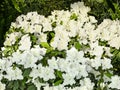 A blooming bush of white azalea flowers against the background of other flowers in a botanical garden. Floral spring background Royalty Free Stock Photo