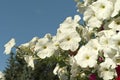 Blooming white petunias against the sky Royalty Free Stock Photo