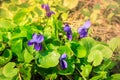 Bush of wild forest violet