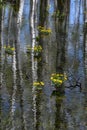 Blooming bushes of kaluzhnitsa in the water