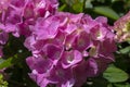 The blooming bushes of pink hydrangea.