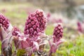 Blooming butterbur