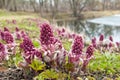 Blooming butterbur