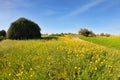 The blooming buttercups field