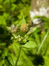 Blooming Cabbage or Siberian Thistle, Cirsium oleraceum, flowers, bud and leaves with fly defocused, close-up