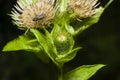 Blooming Cabbage or Siberian Thistle, Cirsium oleraceum, flowers, bud and leaves with fly defocused, close-up