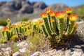 blooming cacti in a meadow showing adaptation to drought