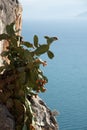 Blooming Cacti on the rocks with sea back on background. Copy Sp