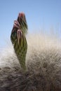 Blooming Cactus Royalty Free Stock Photo