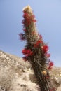 Blooming cactus