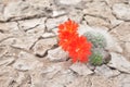 Blooming cactus Royalty Free Stock Photo