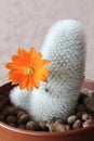 Blooming cactus Royalty Free Stock Photo