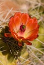 Blooming cactus Royalty Free Stock Photo