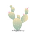 Blooming Cactus Royalty Free Stock Photo