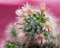 Blooming cactus Royalty Free Stock Photo