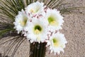 Blooming Cactus Royalty Free Stock Photo