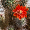 Blooming cactus Aylostera. Royalty Free Stock Photo