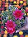 Blooming Cactus