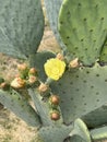 Blooming Cactus