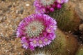 Blooming cactus called in Latin Mammillaria spinosissima.