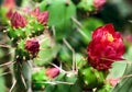 Blooming Cactus closeup Royalty Free Stock Photo