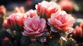 Blooming cactus closeup Royalty Free Stock Photo