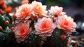 Blooming cactus closeup Royalty Free Stock Photo