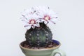 Blooming cactus in coffee cup