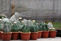 Blooming cactus flower pot is Astrophytum asterias is a species of cactus plant in the genus Astrophytum at cactus farm - Housepla Royalty Free Stock Photo