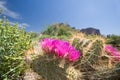 Blooming cactus flowers Royalty Free Stock Photo