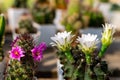 Blooming cactus flowers