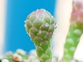 Blooming cactus flowers there are water droplets around the tree giving freshness, beauty and nature