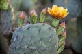 Blooming cactus in the Grand Canyon, USA Royalty Free Stock Photo