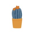 Blooming cactus isolated image. Indoor plant in pot