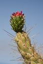 Blooming cactus at La Palma, Spain Royalty Free Stock Photo