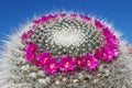 Blooming cactus Mammillaria on blue sky background Royalty Free Stock Photo