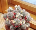 Blooming cactus Mammillaria closeup Royalty Free Stock Photo