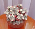 Blooming cactus Mammillaria Royalty Free Stock Photo